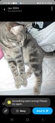 Reunited Male Cat last seen Roundlake beach, highland & idlewild, Round Lake Beach, IL 60073