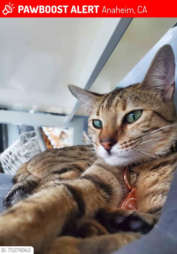 Lost Female Cat last seen Canyon mist lane and Lost canyon road, Anaheim, CA 92808