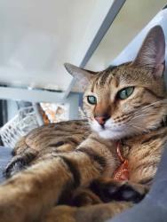 Lost Female Cat last seen Canyon mist lane and Lost canyon road, Anaheim, CA 92808