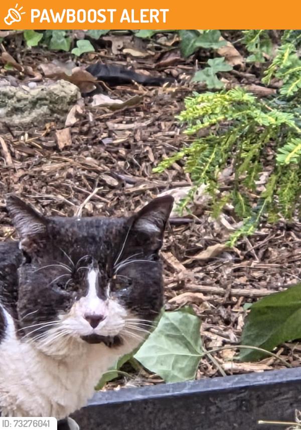 Found/Stray Unknown Cat last seen Hall Road, Rolleston-on-Dove, England DE13 9BS