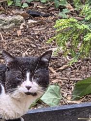 Found/Stray Unknown Cat last seen Hall Road, Rolleston-on-Dove, England DE13 9BS
