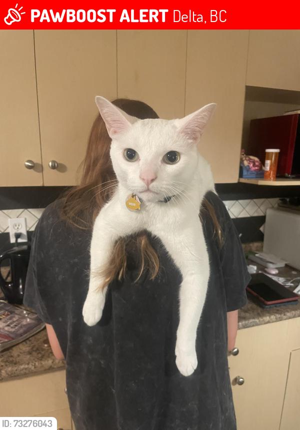Lost Male Cat last seen 112A 90th, Delta, BC 