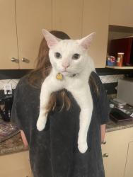 Lost Male Cat last seen 112A 90th, Delta, BC 