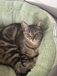 Reunited Female Cat last seen On East 30th street, out of complex door, Kansas City, MO 64128