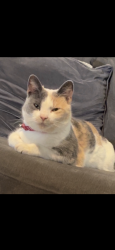 Lost Female Cat last seen Angles drive st Neots buckden, Cambridgeshire, England 