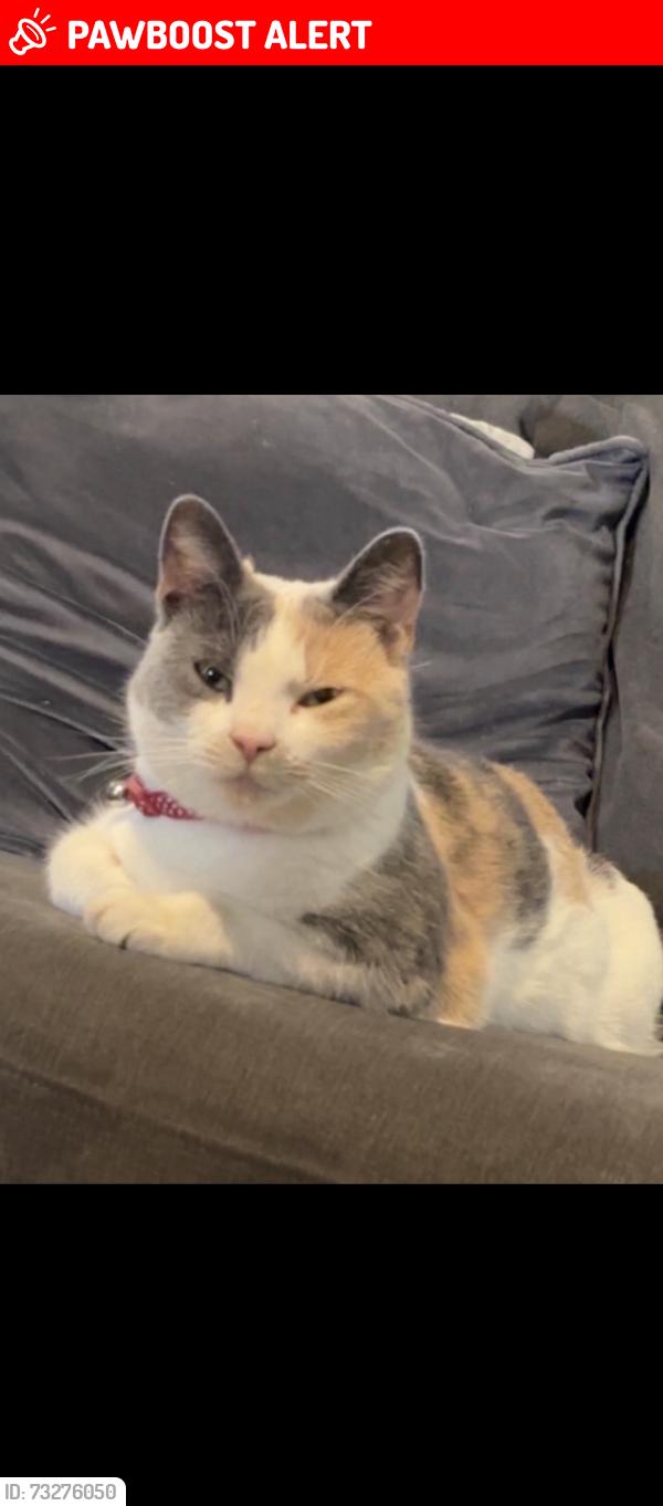 Lost Female Cat last seen Angles drive st Neots buckden, Cambridgeshire, England 