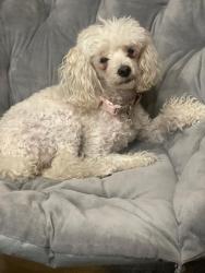 Reunited Female Dog last seen blackstone and plainfield, Countryside, IL 60525