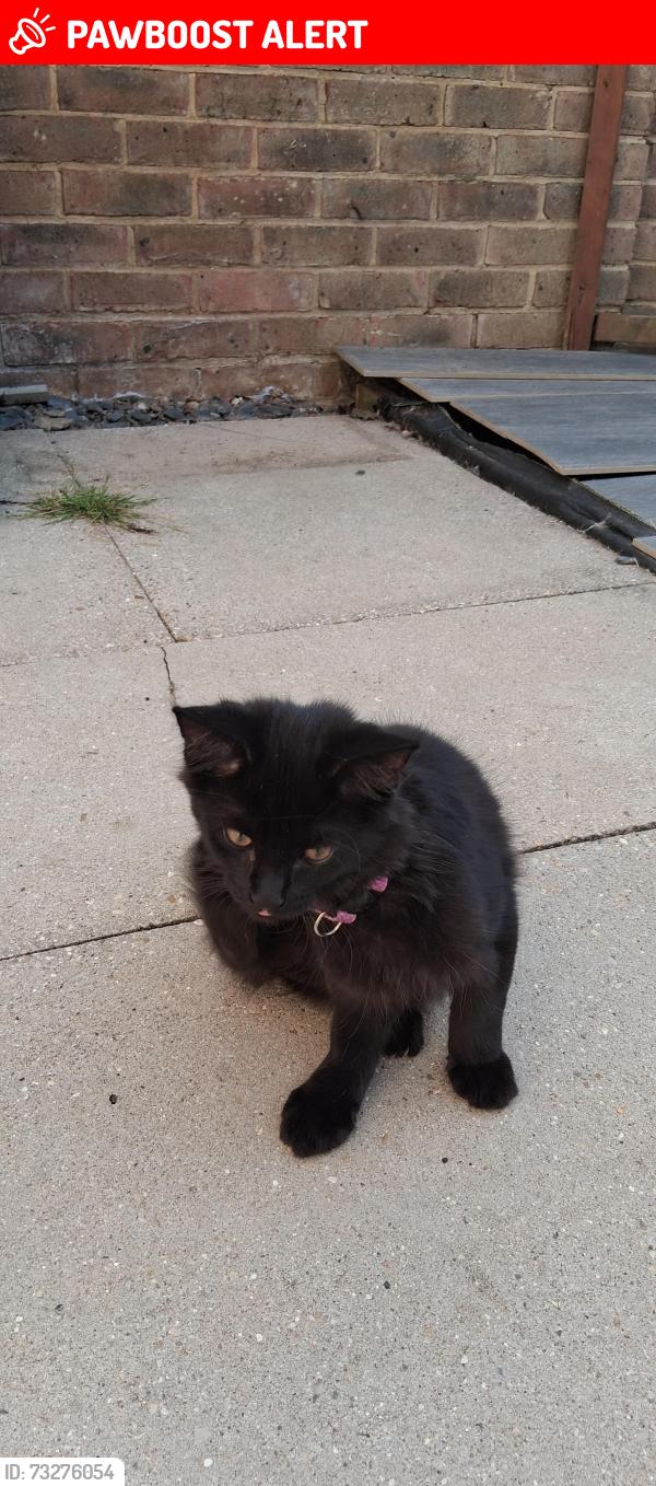 Lost Male Cat last seen RH10 7JX, West Sussex, England RH10 7JX