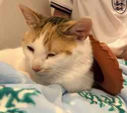 Lost Female Cat last seen Woodford Garden Village - Near Air Museum, Woodford, England SK7 1HF