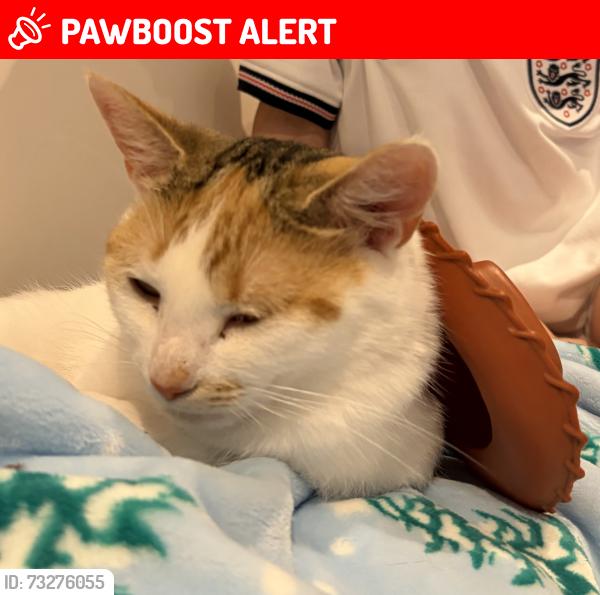 Lost Female Cat last seen Woodford Garden Village - Near Air Museum, Woodford, England SK7 1HF