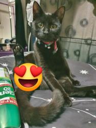 Lost Male Cat last seen Lindrum rd, Frankston, VIC 3199