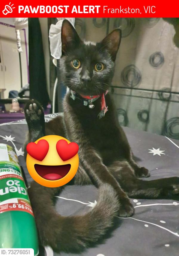 Lost Male Cat last seen Lindrum rd, Frankston, VIC 3199