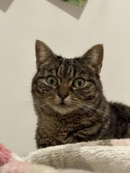 Lost Female Cat last seen Thrush street Norlane, Geelong, Norlane, VIC 3214