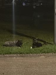 Found/Stray Unknown Dog last seen Longwood Dr near Mcmasters elementary, Pasadena, TX 77503