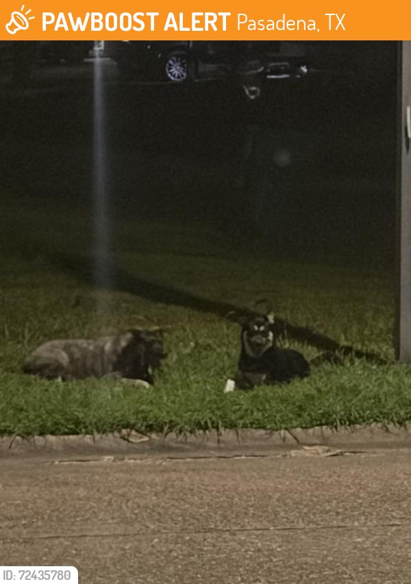 Found/Stray Unknown Dog last seen Longwood Dr near Mcmasters elementary, Pasadena, TX 77503
