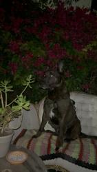 Reunited Male Dog last seen Martin Luther King Jr & 37th St Oakland, Oakland, CA 94608