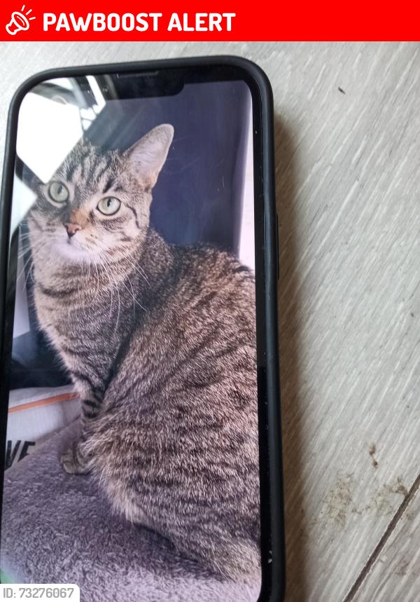 Lost Female Cat last seen RH10 7JX, West Sussex, England RH10 7JX