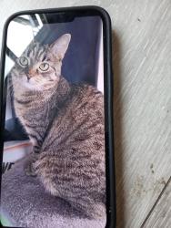 Lost Female Cat last seen RH10 7JX, West Sussex, England RH10 7JX