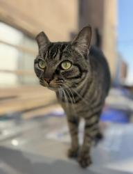 Reunited Female Cat last seen San Jose Pl and Bayside Ln, San Diego, CA 92109