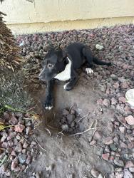 Found/Stray Unknown Dog last seen Cambridge est on the northside, Jacksonville, FL 32218