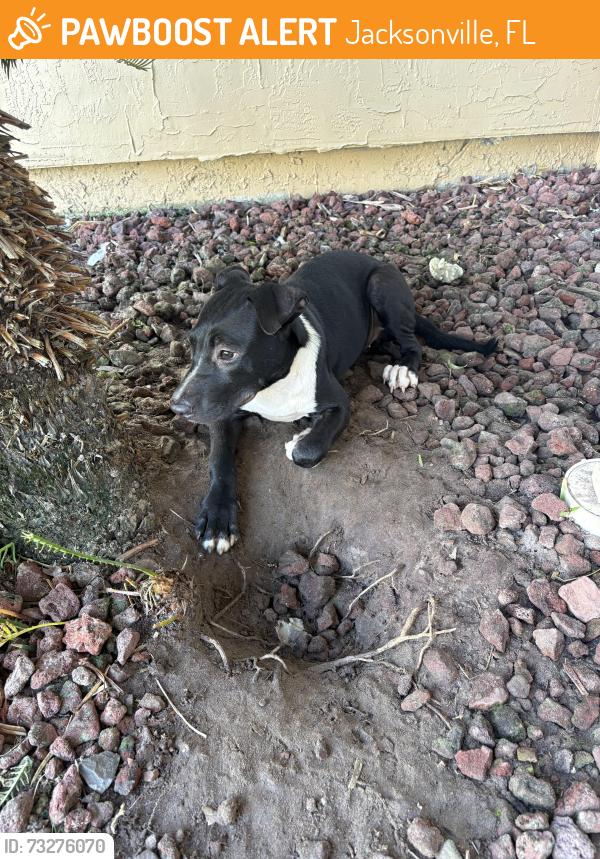Found/Stray Unknown Dog last seen Cambridge est on the northside, Jacksonville, FL 32218