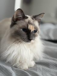 Reunited Female Cat last seen GU9 0Qq, Surrey, England GU9 0QQ