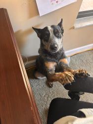 Lost Male Dog last seen Lake keystone, Odessa, FL 33556