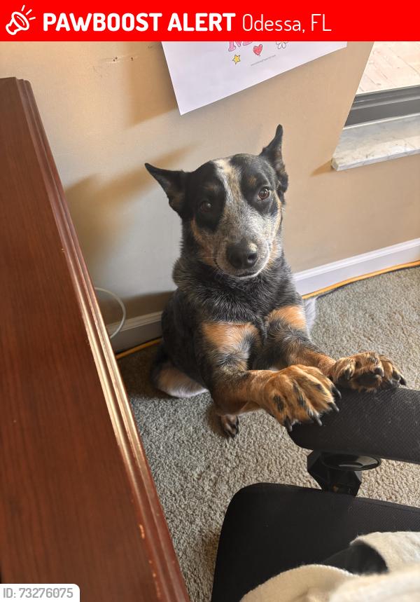 Lost Male Dog last seen Lake keystone, Odessa, FL 33556