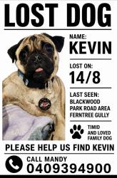 Lost Male Dog last seen Blackwood park road, Ferntree Gully, VIC 3156