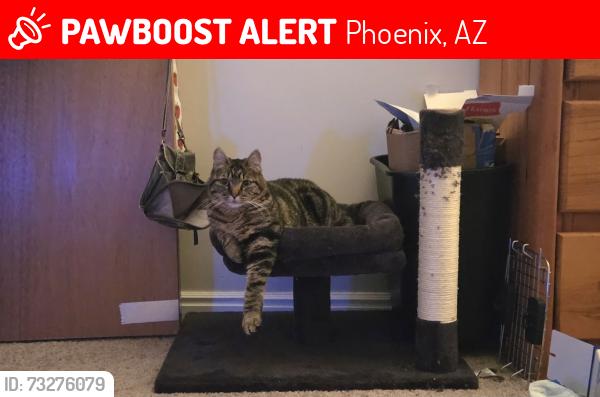 Lost Male Cat last seen 40th and 32nd st, Phoenix, AZ 85042