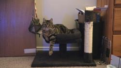Lost Male Cat last seen 40th and 32nd st, Phoenix, AZ 85042