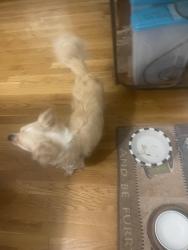 Found/Stray Female Dog last seen N Laurel St and West 4th North, Summerville, SC 29483