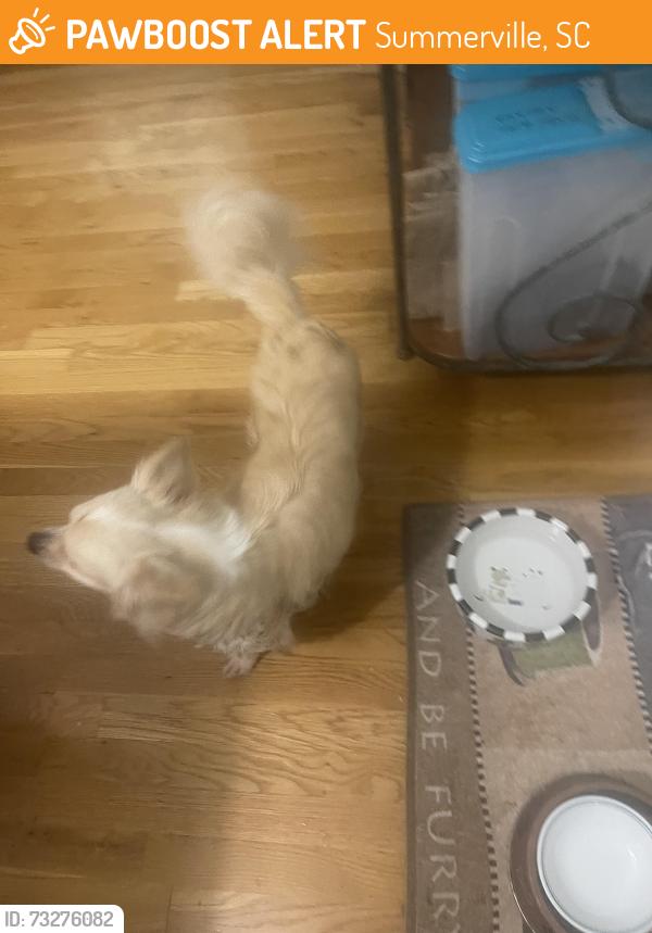 Found/Stray Female Dog last seen N Laurel St and West 4th North, Summerville, SC 29483