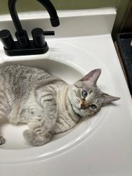 Lost Female Cat last seen Kyle dr, Raleigh, NC 27616