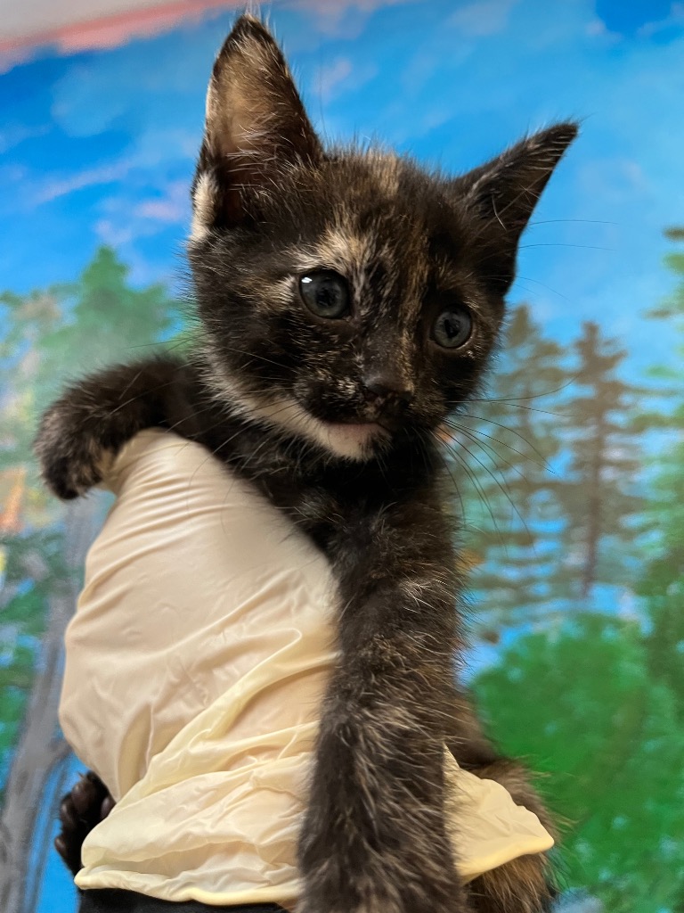Shelter Stray Female Cat last seen Bexar County, 3353 Morningside Dr, New Braunfels, TX 78132, USA
