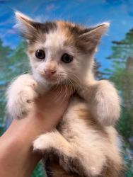 Shelter Stray Female Cat last seen Bexar County, 3353 Morningside Dr, New Braunfels, TX 78132, USA