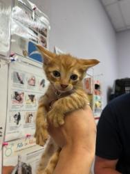 Shelter Stray Male Cat last seen Bexar County, 3353 Morningside Dr, New Braunfels, TX 78132, USA