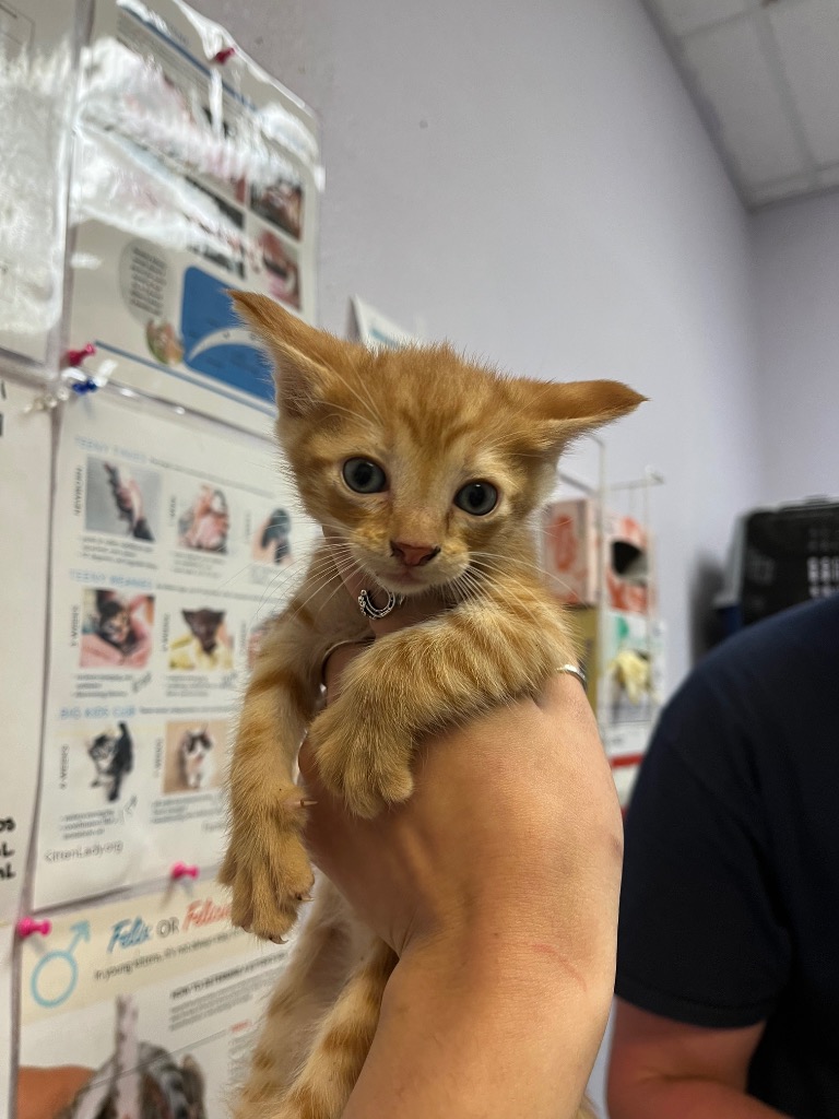 Shelter Stray Male Cat last seen Bexar County, 3353 Morningside Dr, New Braunfels, TX 78132, USA