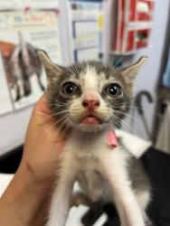 Shelter Stray Female Cat last seen Bexar County, 3353 Morningside Dr, New Braunfels, TX 78132, USA