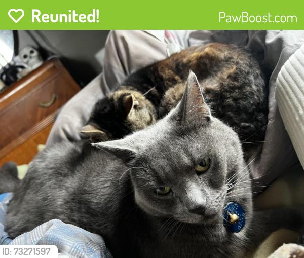 Reunited Male Cat last seen Mountain street and locust street, YMCA, Roaring Spring, PA 16673