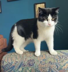 Lost Male Cat last seen The Vale, Portishead, Portishead, England BS20 7FL