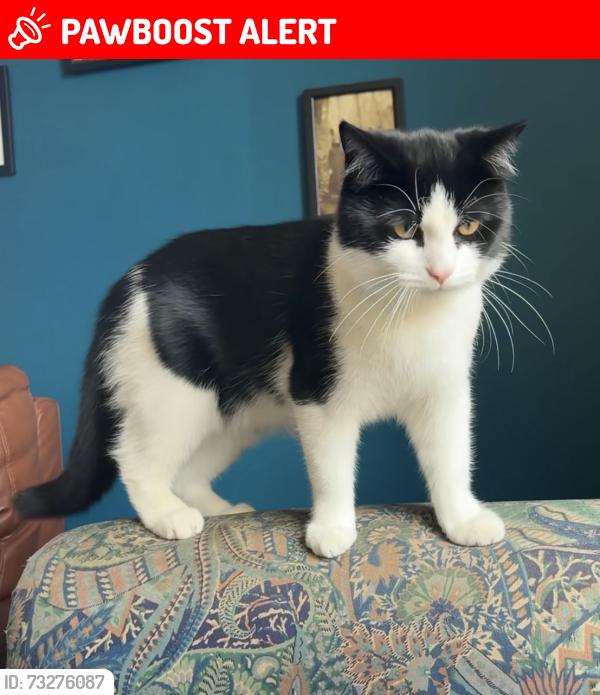 Lost Male Cat last seen The Vale, Portishead, Portishead, England BS20 7FL