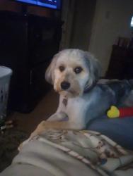 Reunited Male Dog last seen 32nd and Ave R area, Galveston, TX 77550