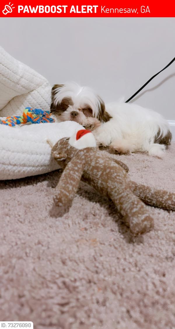 Lost Male Dog last seen Barrett lakes 30144, Kennesaw, GA 30144