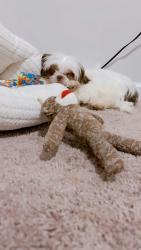 Lost Male Dog last seen Barrett lakes 30144, Kennesaw, GA 30144