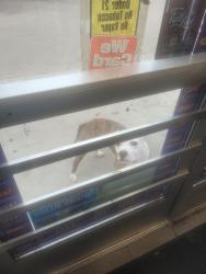 Reunited Male Dog last seen Ashwood ave, Toledo, OH 43608