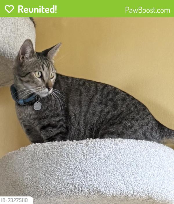 Reunited Male Cat last seen Canyada and Alberta St, Altadena, CA 91001