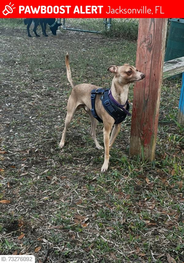 Lost Male Dog last seen Arlington Express Way, Jacksonville, FL 32211