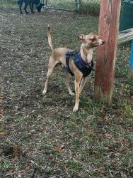 Lost Male Dog last seen Arlington Express Way, Jacksonville, FL 32211