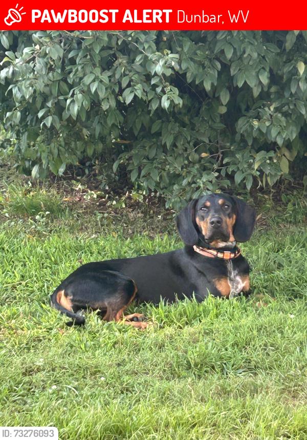 Lost Male Dog last seen 22nd Street near the railroad tracks, Dunbar, WV 25064
